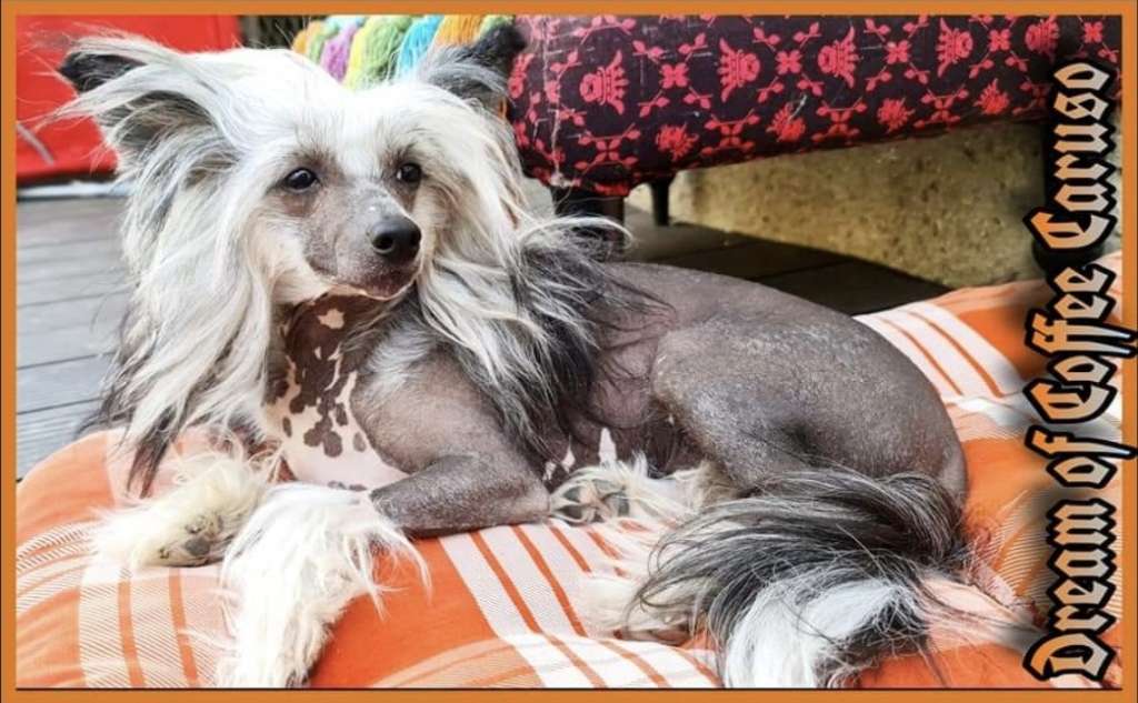 Caruso Dream Of Coffee FCI