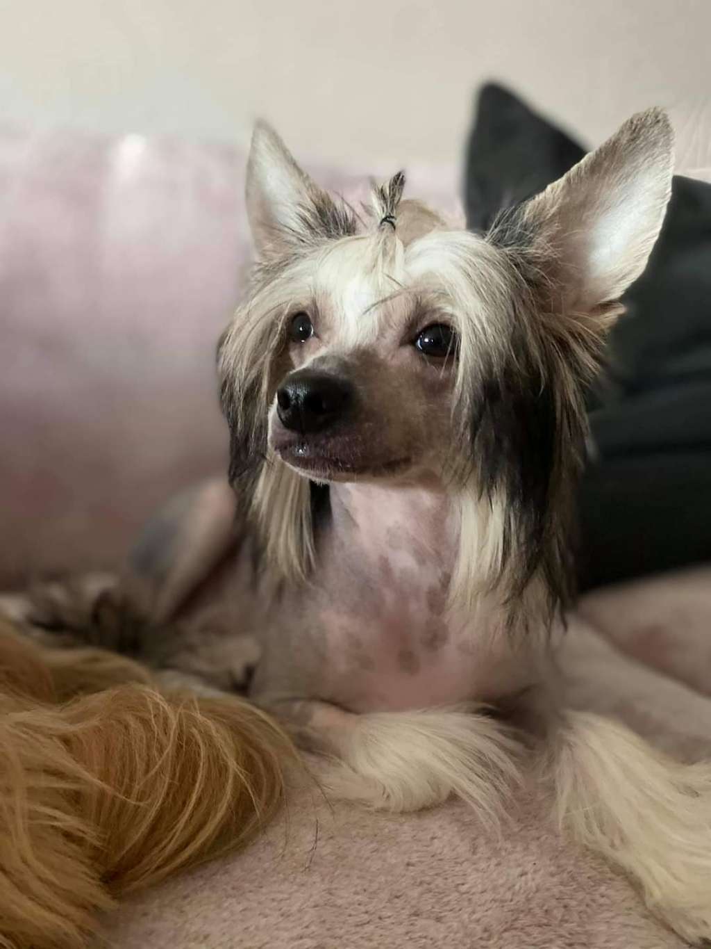 Carraro Dream Of Coffee FCI