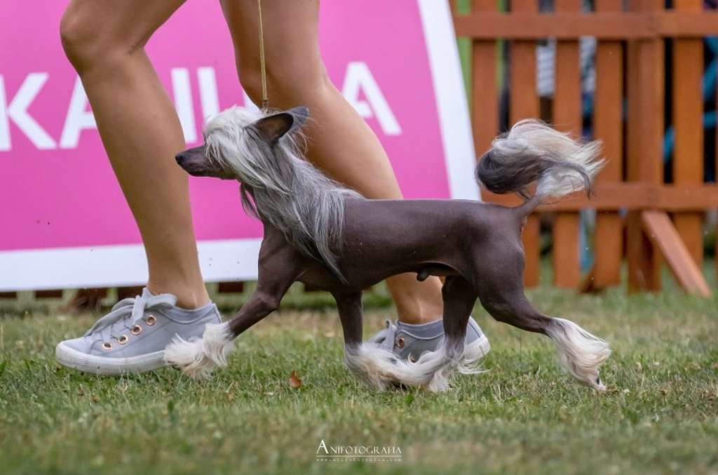 Corretto Dream Of Coffee FCI