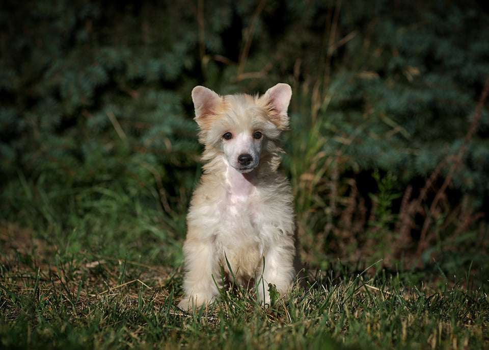 Imperatorskiy Kapriz Nika