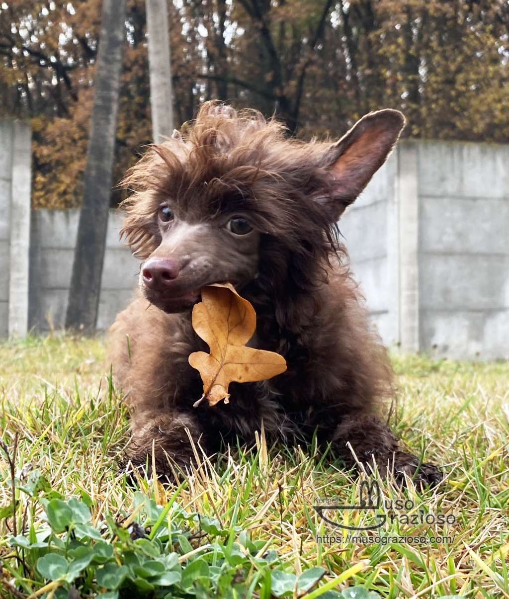 Muso Grazioso Aviana