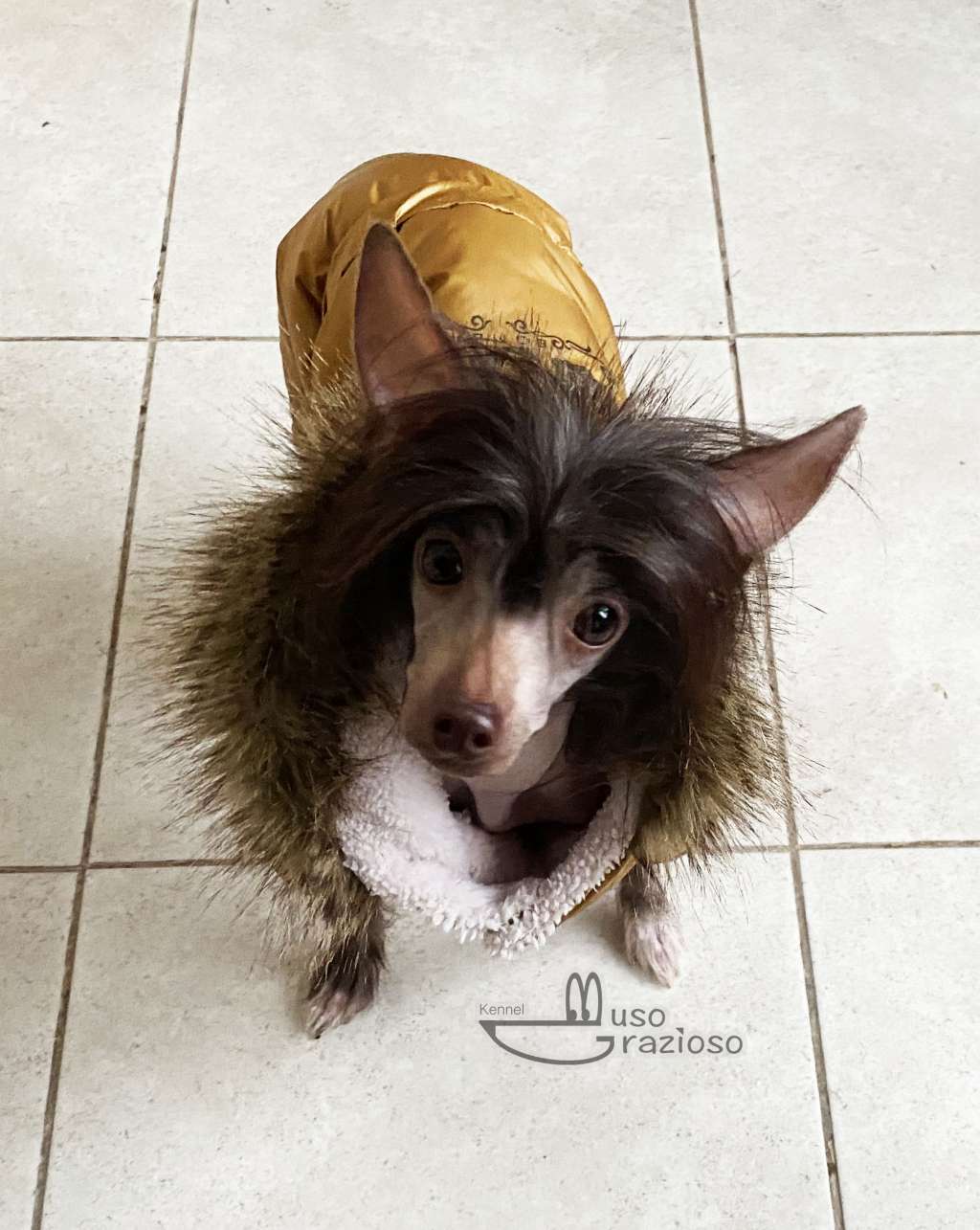 Muso Grazioso Abi Dark Star