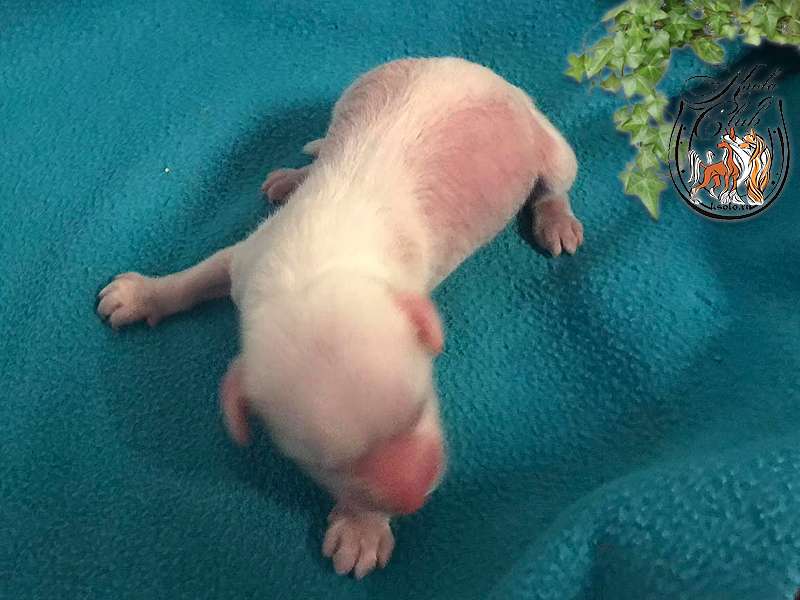 Ksolo Club Zhelannaya