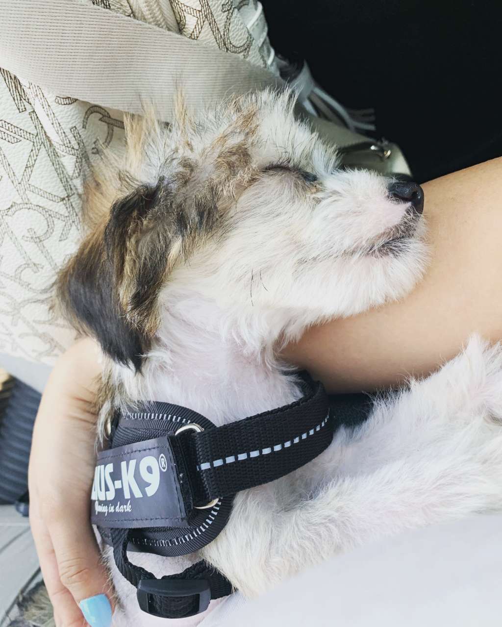 Oscar (Corripio)