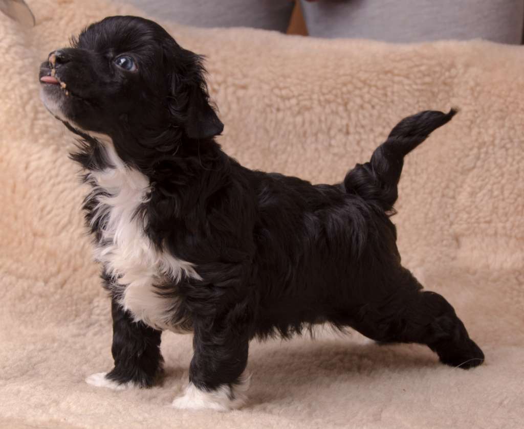 Bingo Zaczarowany Flet Z Królestwa Agarthi