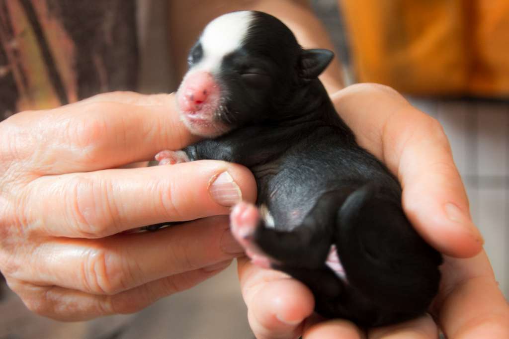 Beauty Zaczarowany Flet z Królestwa Agarthi