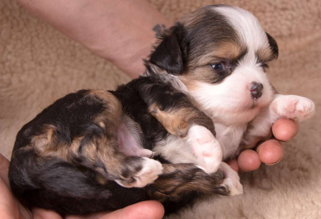 Gwiezdny Pyl Zaczarowany Flet