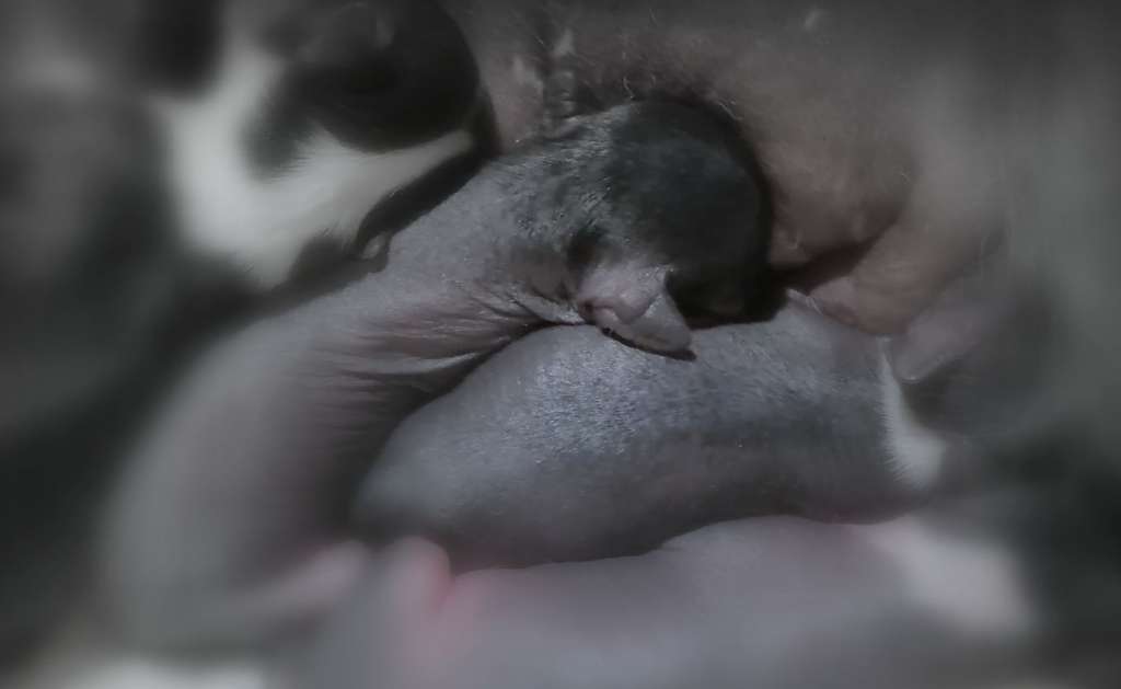 G.......... Zaczarowany Flet