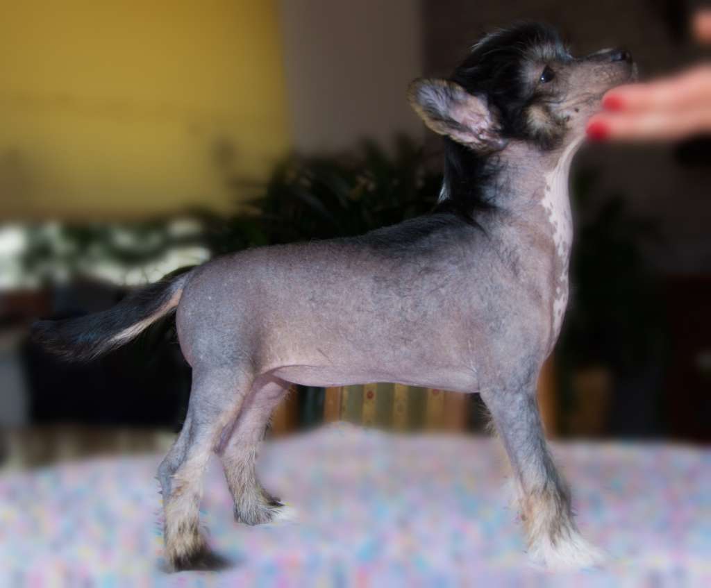 Gloria Bell Zaczarowany Flet