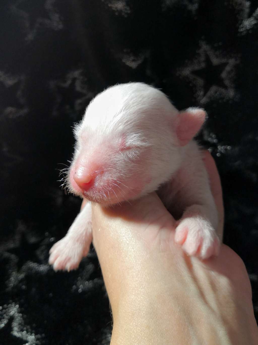 Naked Stars Quarantine And Chill