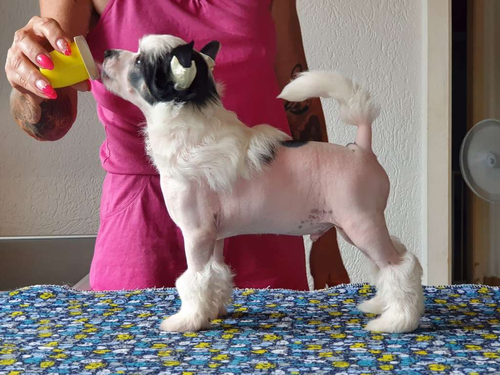 Bubbling Spirit Mangoo