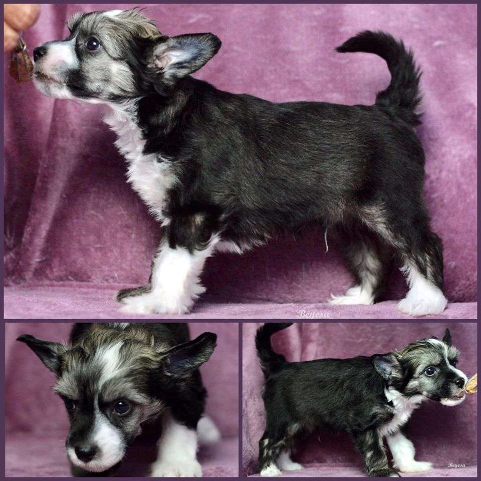 Beyesa's Di Oro Stima