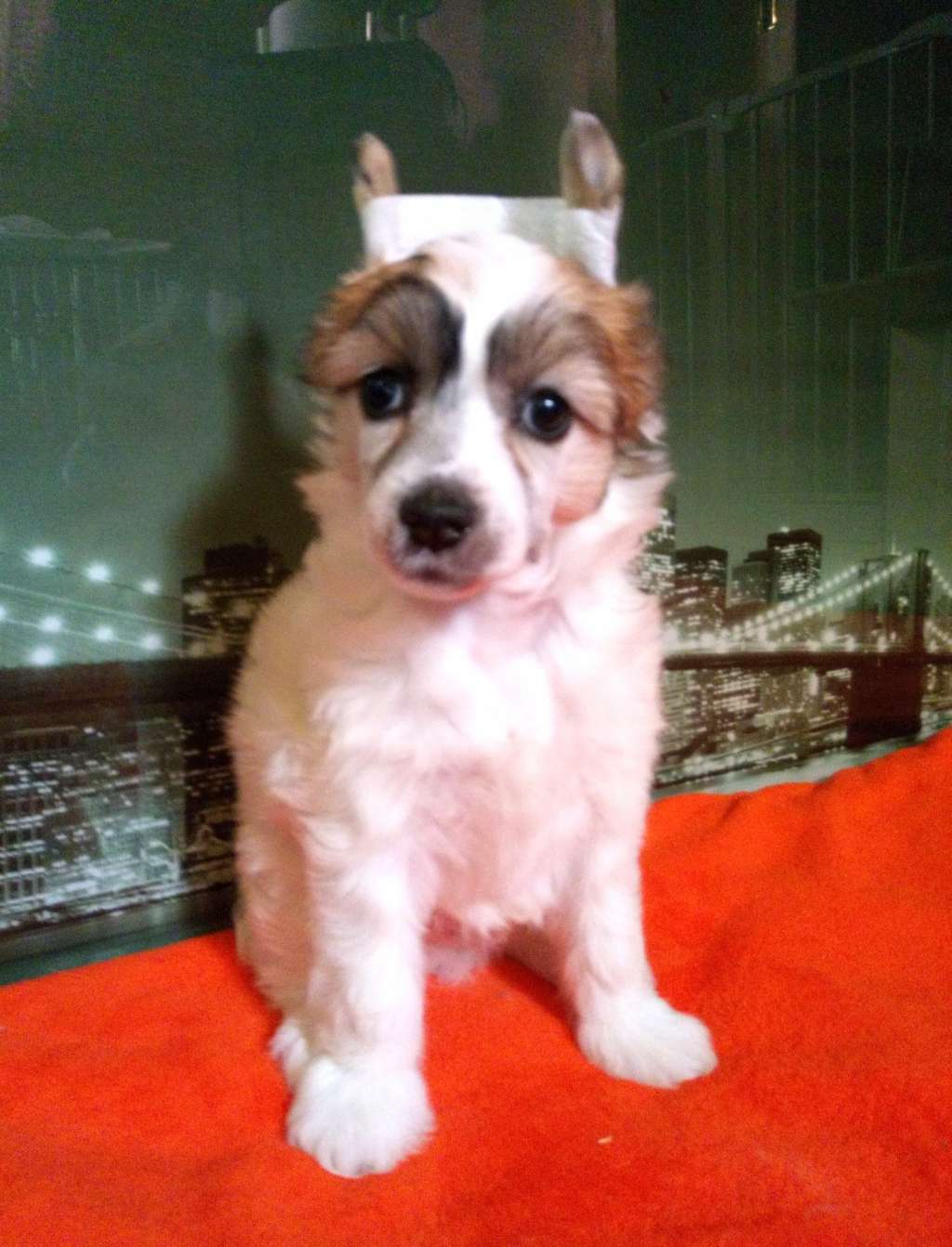 Cc Top Exclusive Chleo