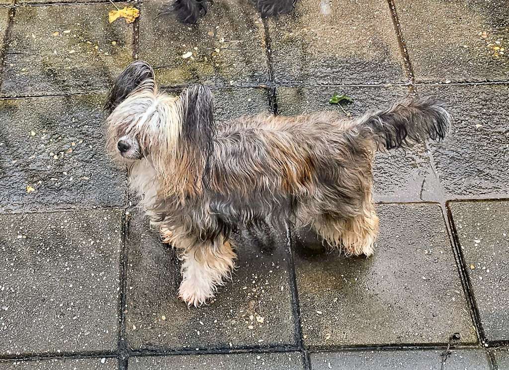 Smaragd Little Charmings