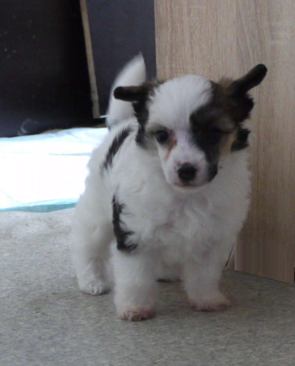 Saffire little Charmings