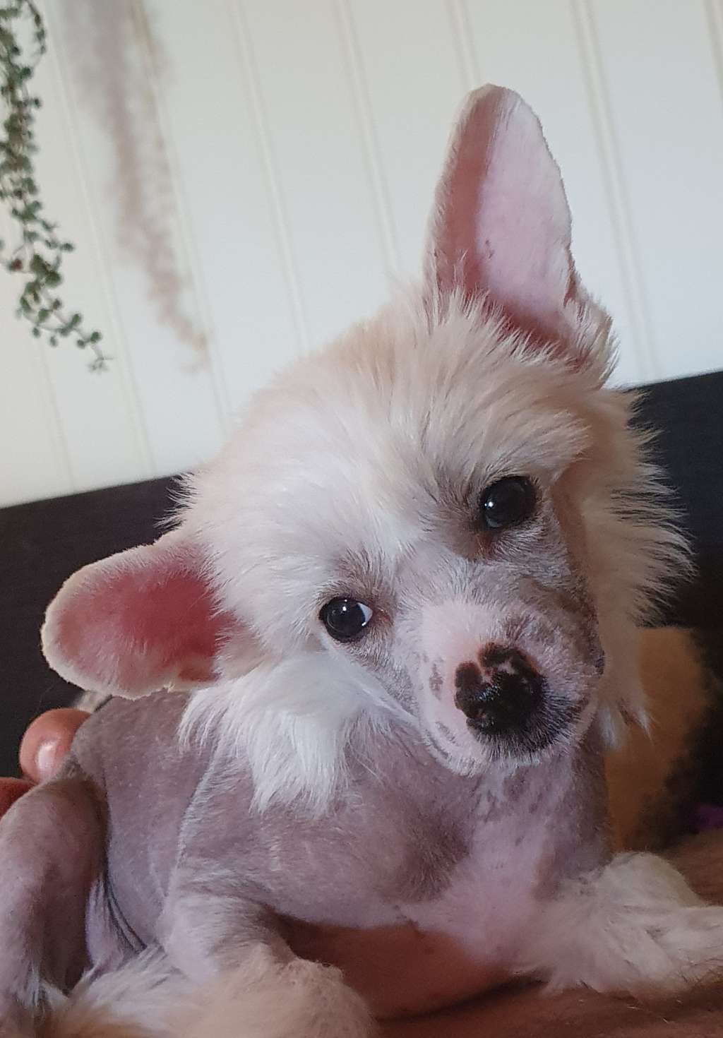 Marachinos Ymmi Express