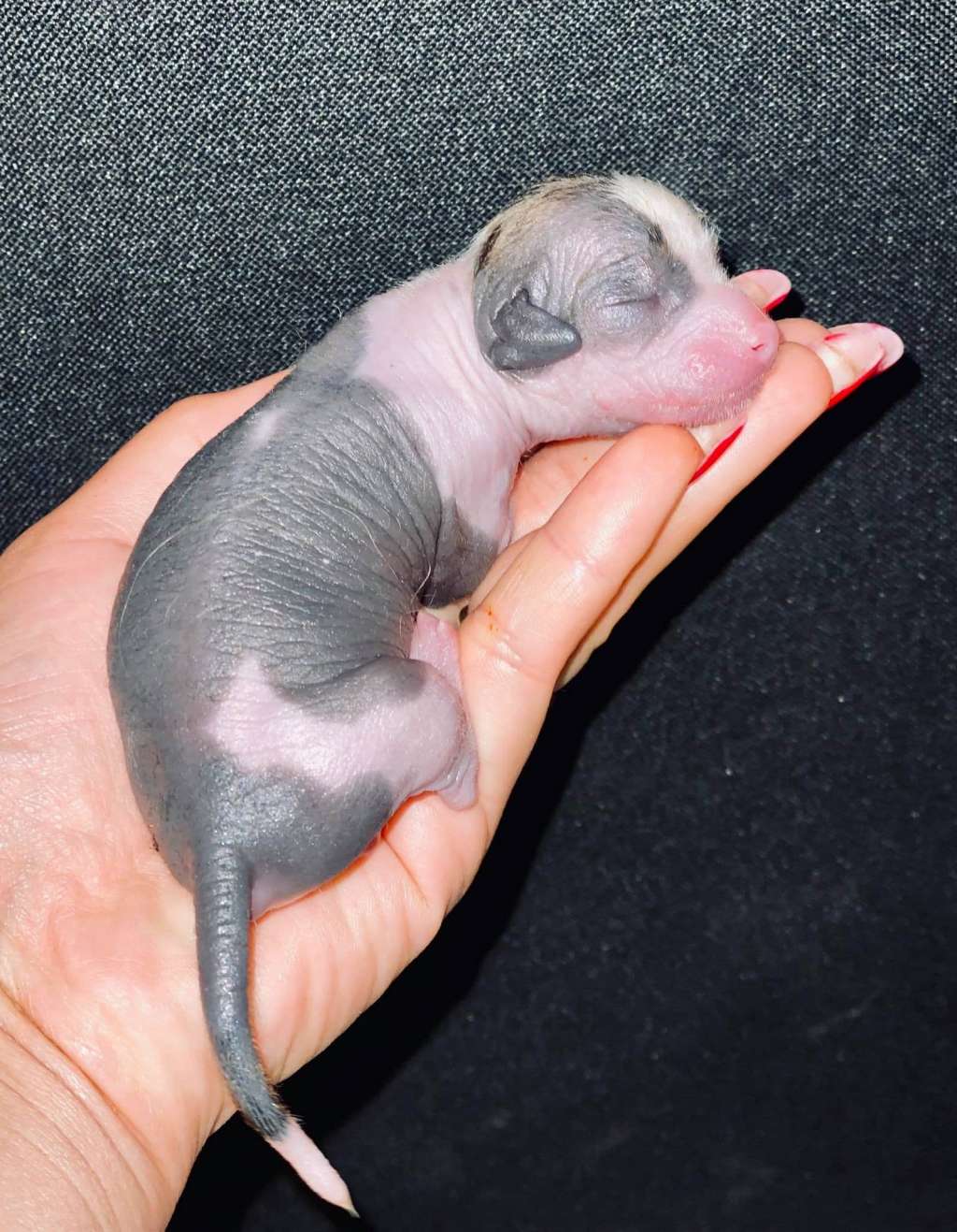 Kings paws Nijani K...