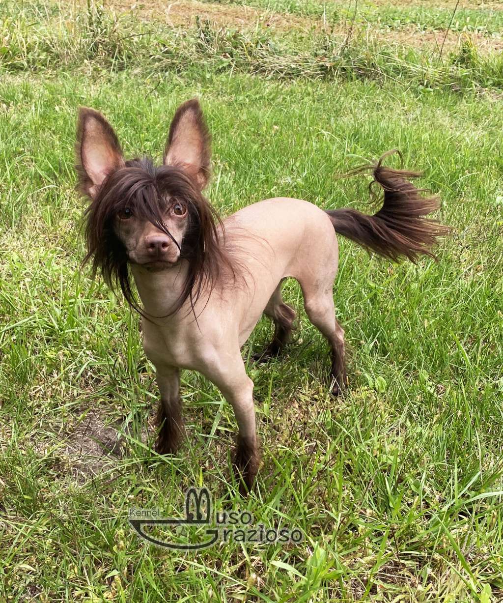 Muso Grazioso Bridget