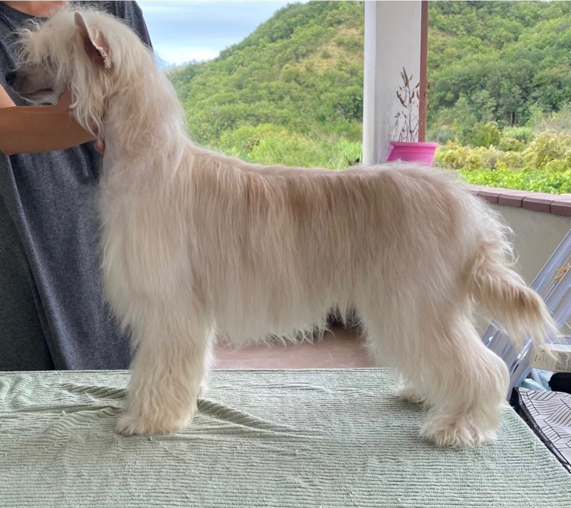 Habanero?s Crest Narciso