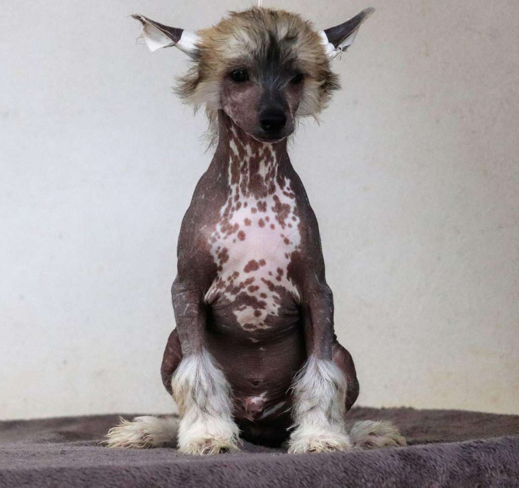 Habanero?s Crest Moët&Chandon