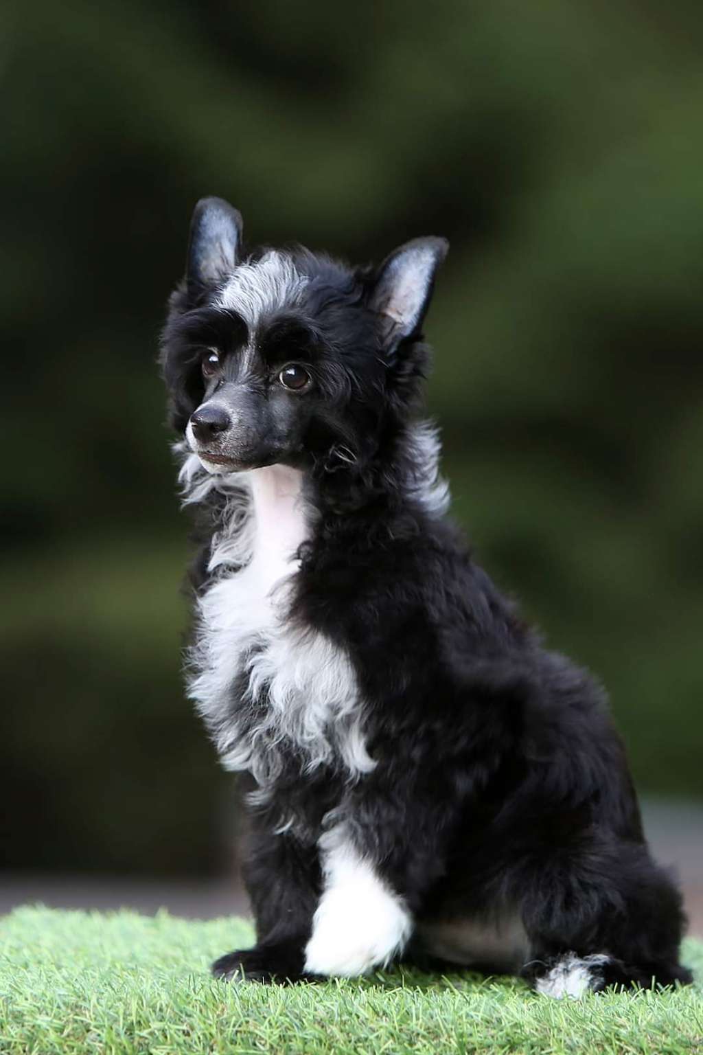 Incanto Del Mondo De Facto Boss