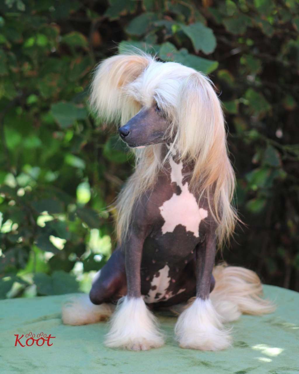 Happy Dancing Lambada Magic