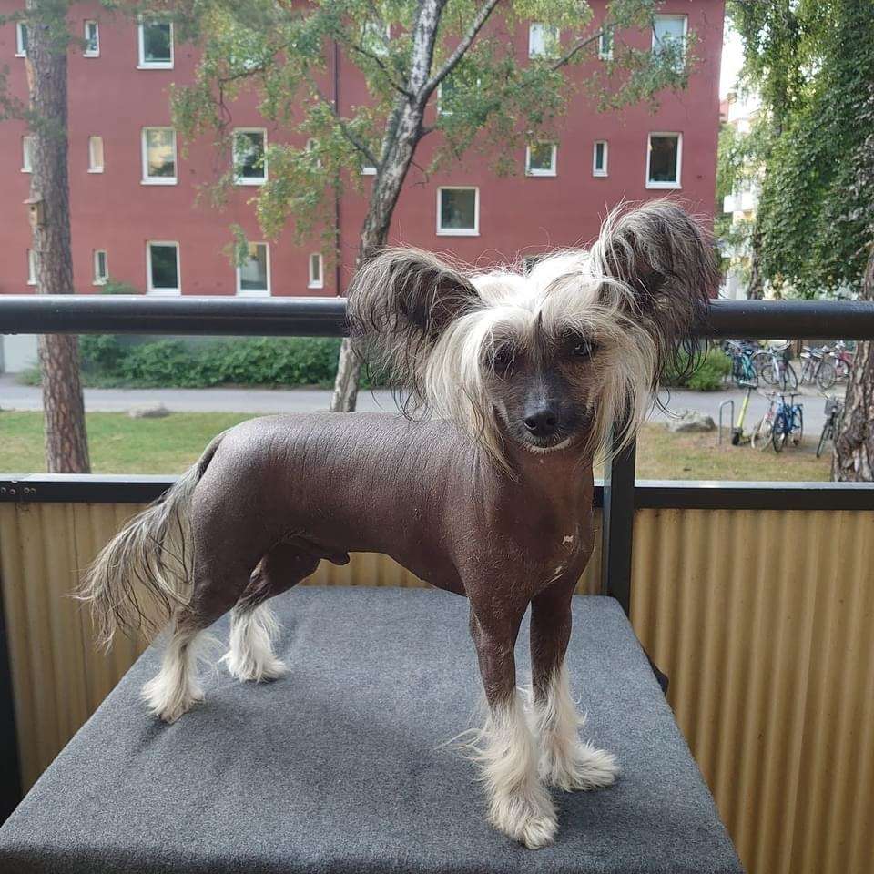 Tinklecrest Dandelion