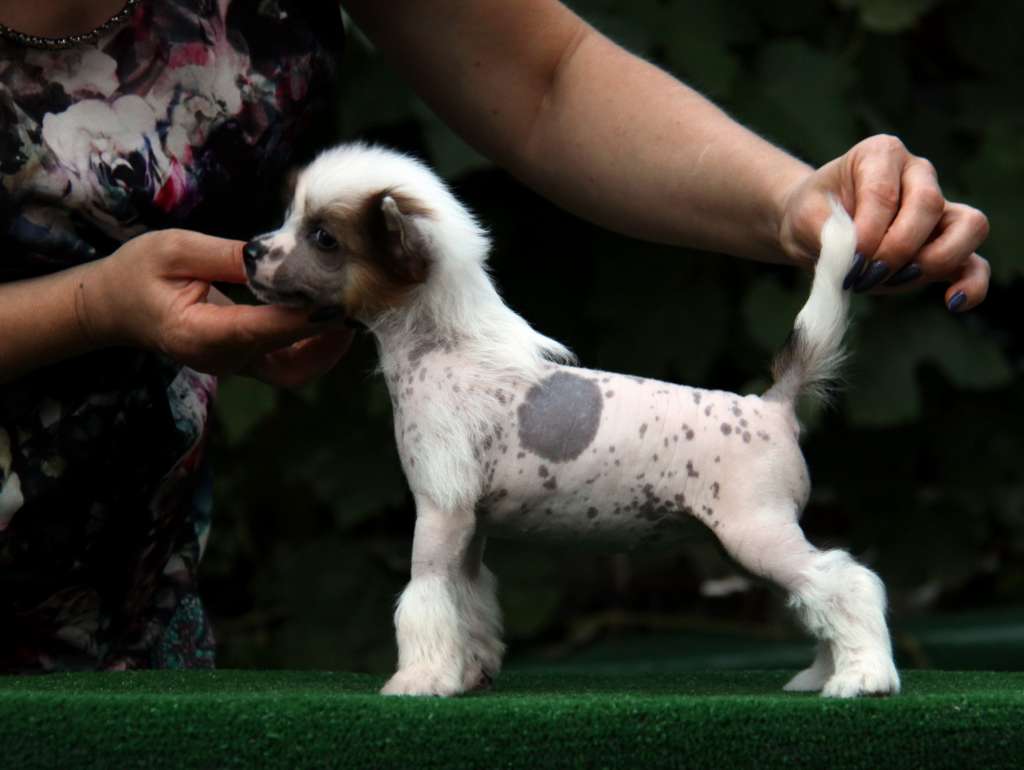 Zheneva-Debjut Buéna  Vista