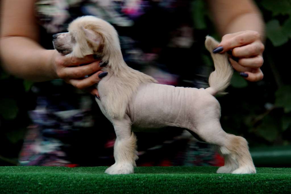 Zheneva-Debjut Ariya