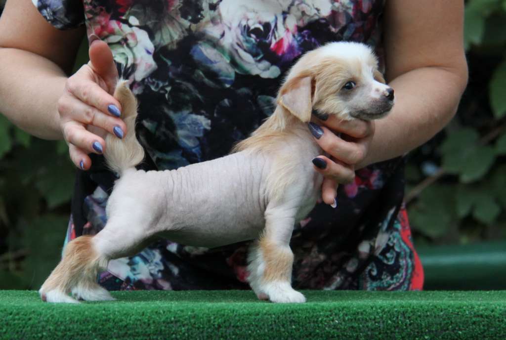 Zheneva-Debjut Ariel'