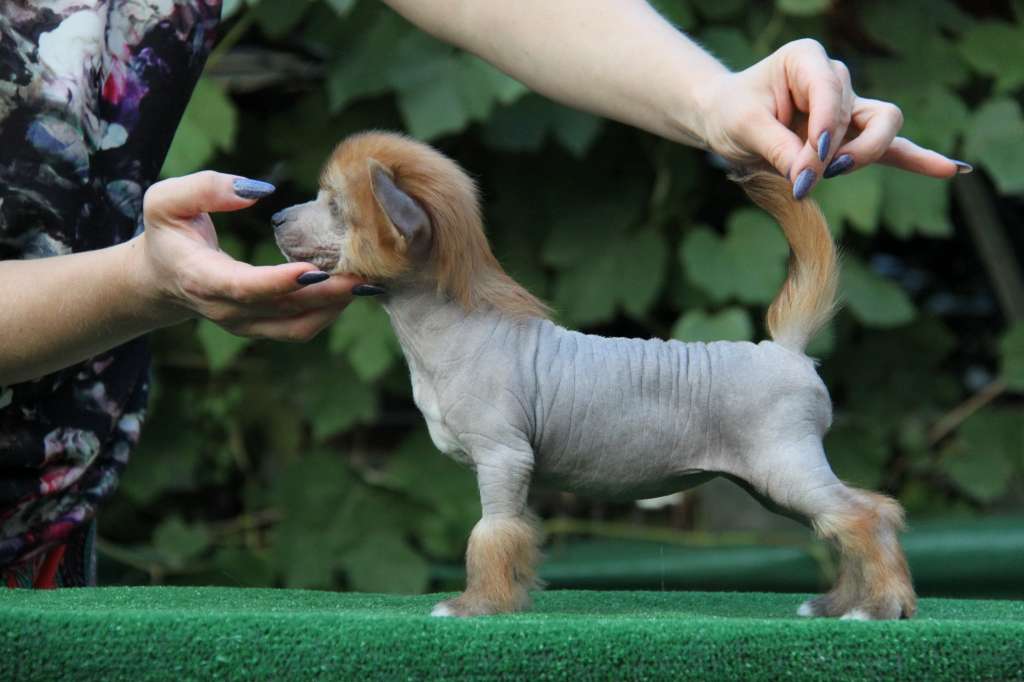 Zheneva-Debjut AALIS