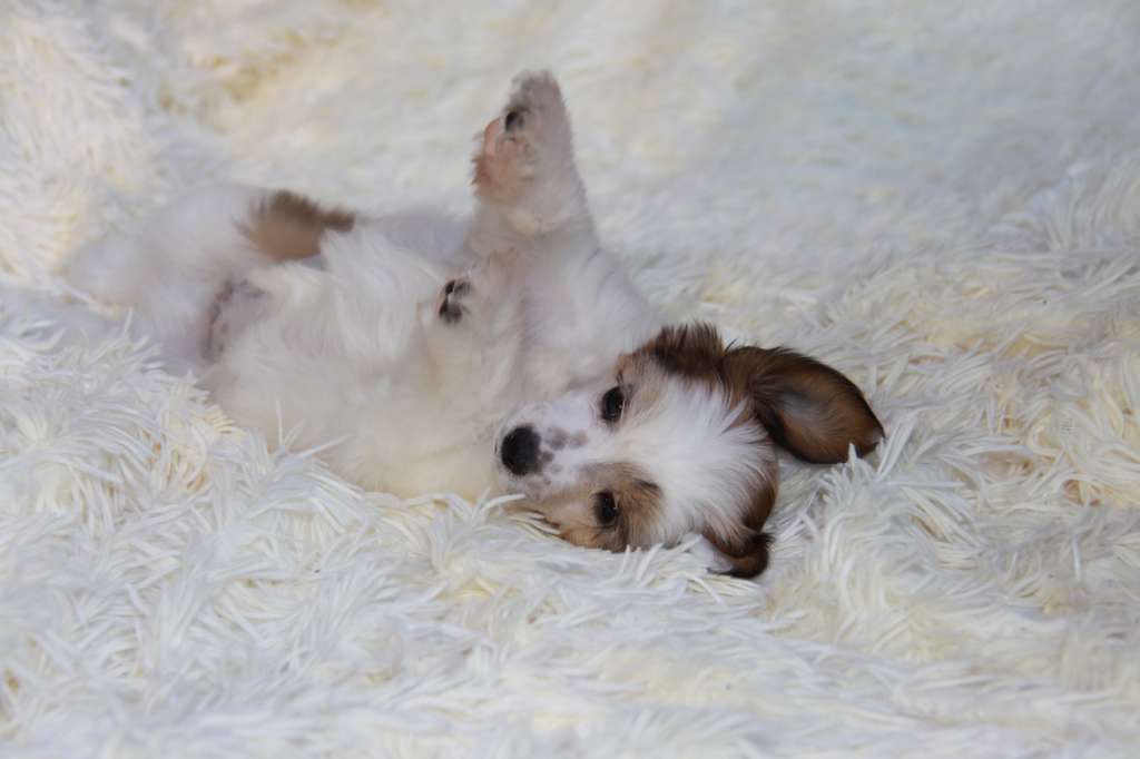 Zheneva-Debjut Tom Dzhons