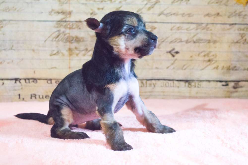 Oro Antenati Divine Color of the Night