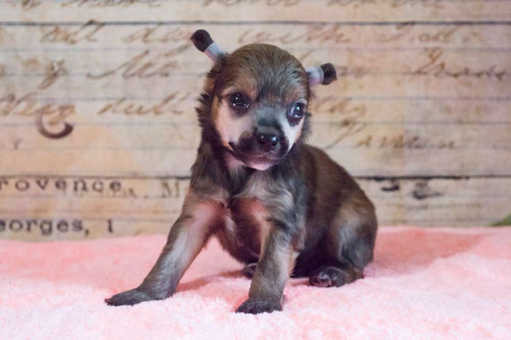 Oro Antenati Denzel Rock