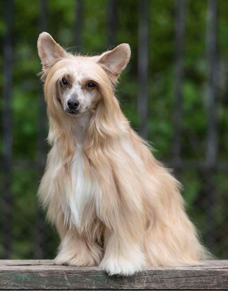 Oro Antenati Darling Of Fortune