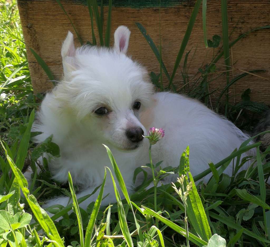 Casino Swan Pompinell