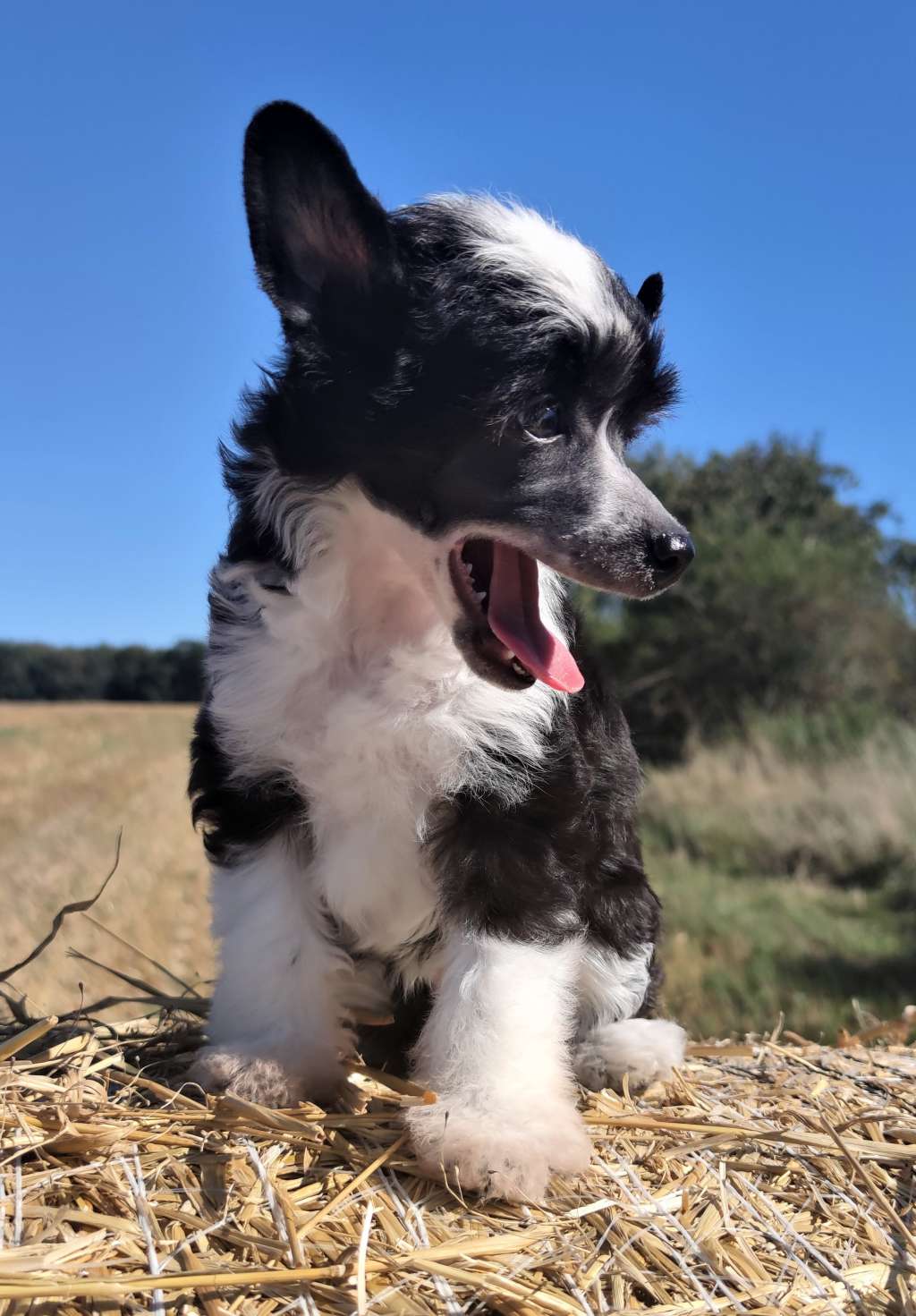 Flower Mia Pompinell'