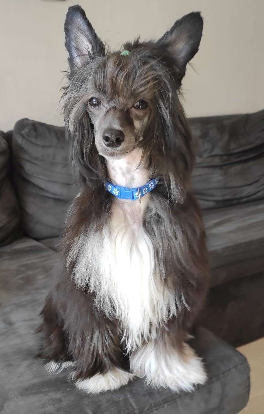 Jack Sparrow Milfra-Moravia