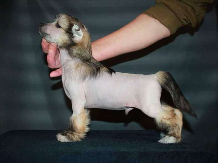 Julius Neva Western Prince