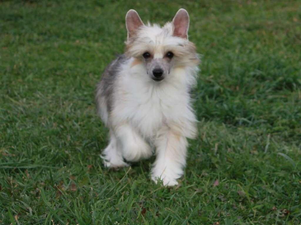 Julius Neva Viva La Vita