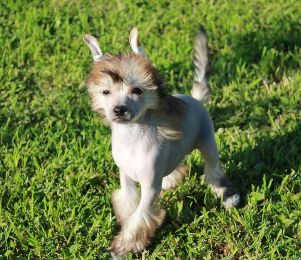 Julius Neva Victoria Secret