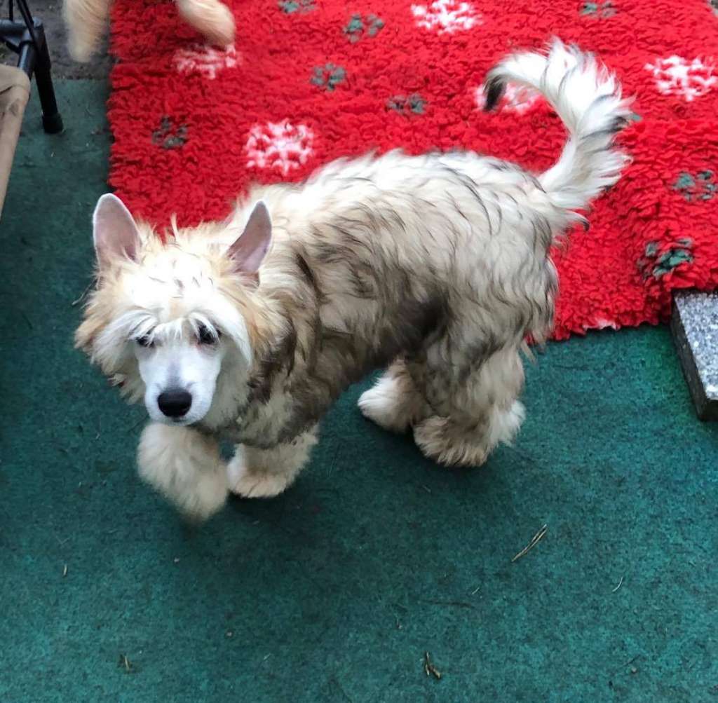 Magic Mike Caramella's Family