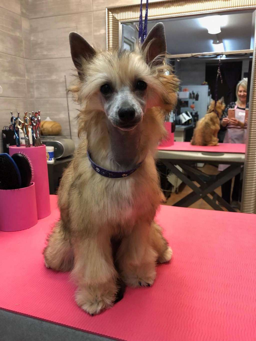 Miss Moneypenny Caramella's Family