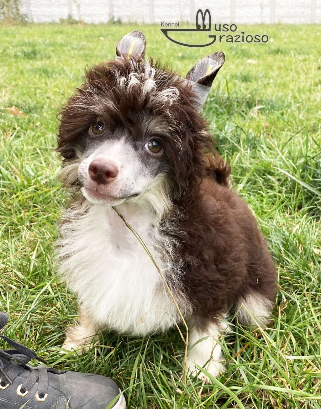 Muso Grazioso Carino Zuchero Zukor