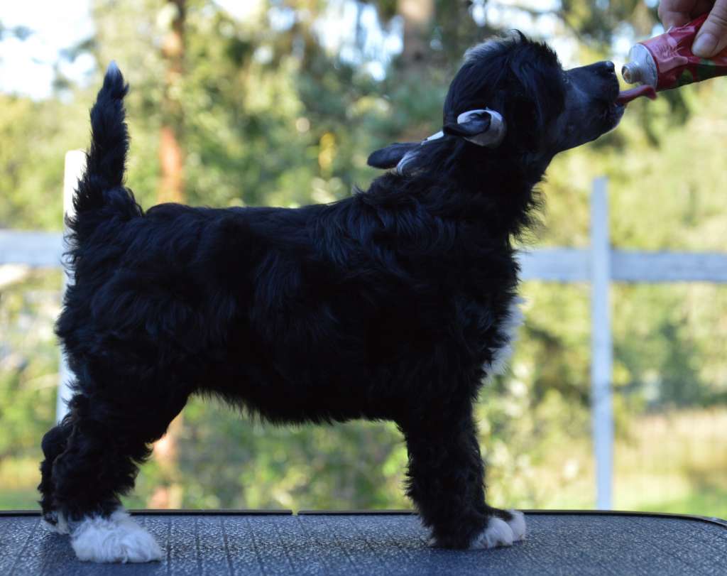 Kaitlin Yodeling Quarantine Love