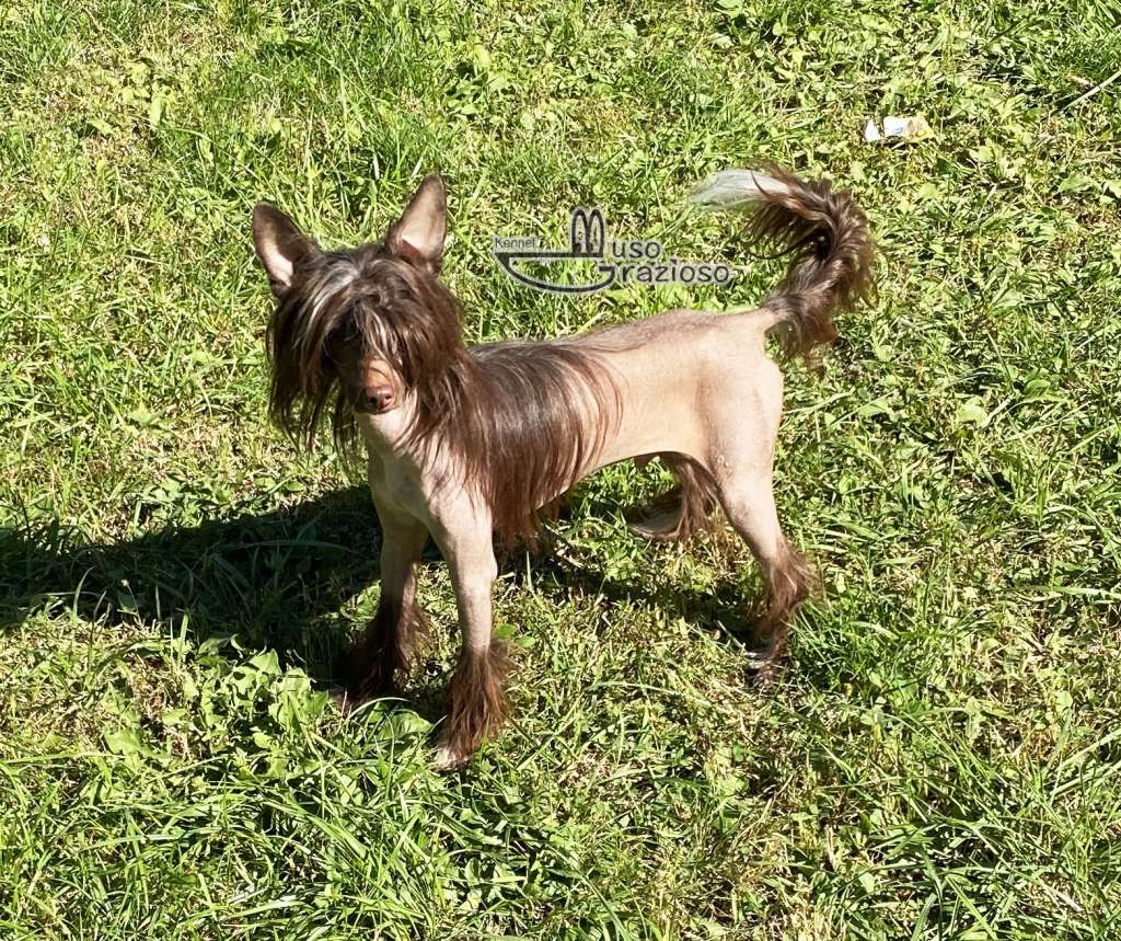 Muso Grazioso Charlie