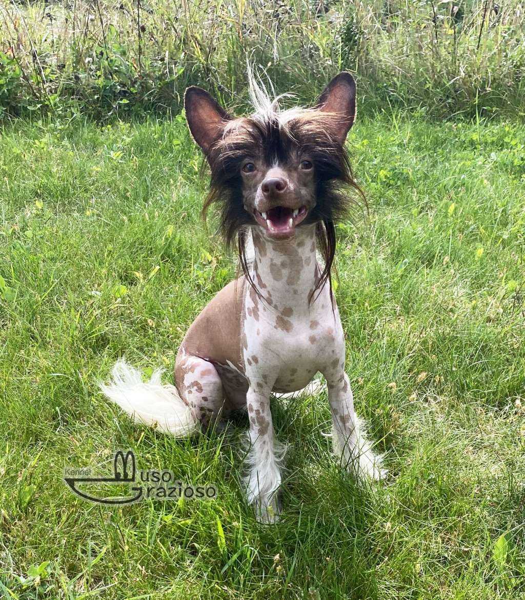 Muso Grazioso Calvin