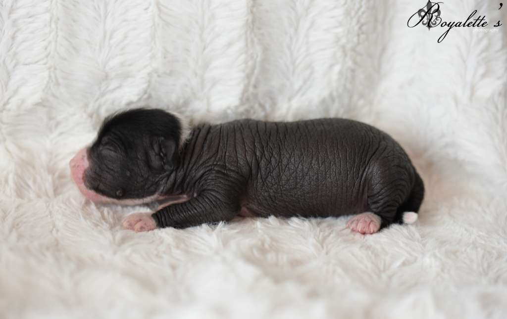 Royalette's Hedge Your Bets