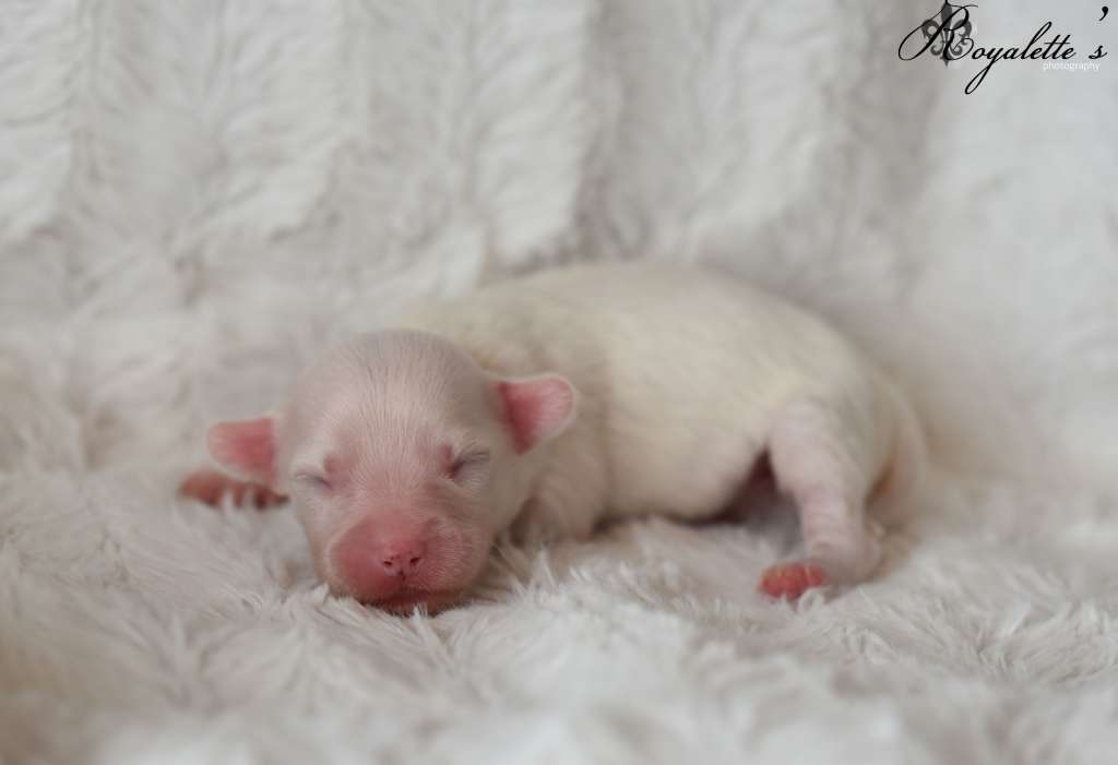 Royalette's Hold Your Horses