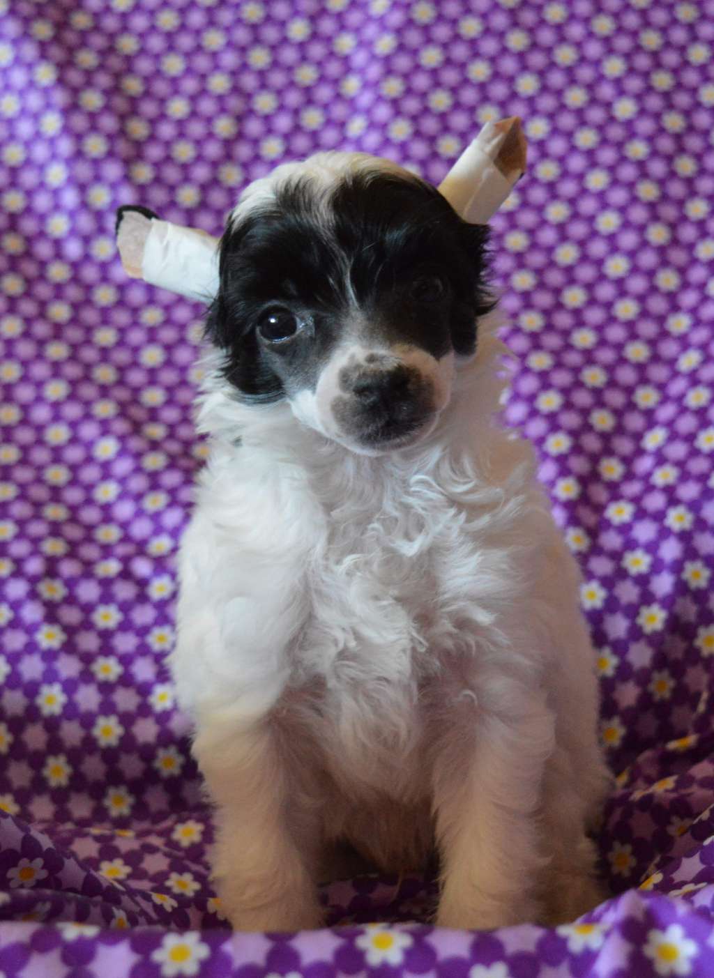 Magnus Staff Ferdinard